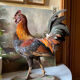 Taxidermy Rooster cabinet of curiosities
