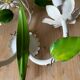 Applique fleurs
