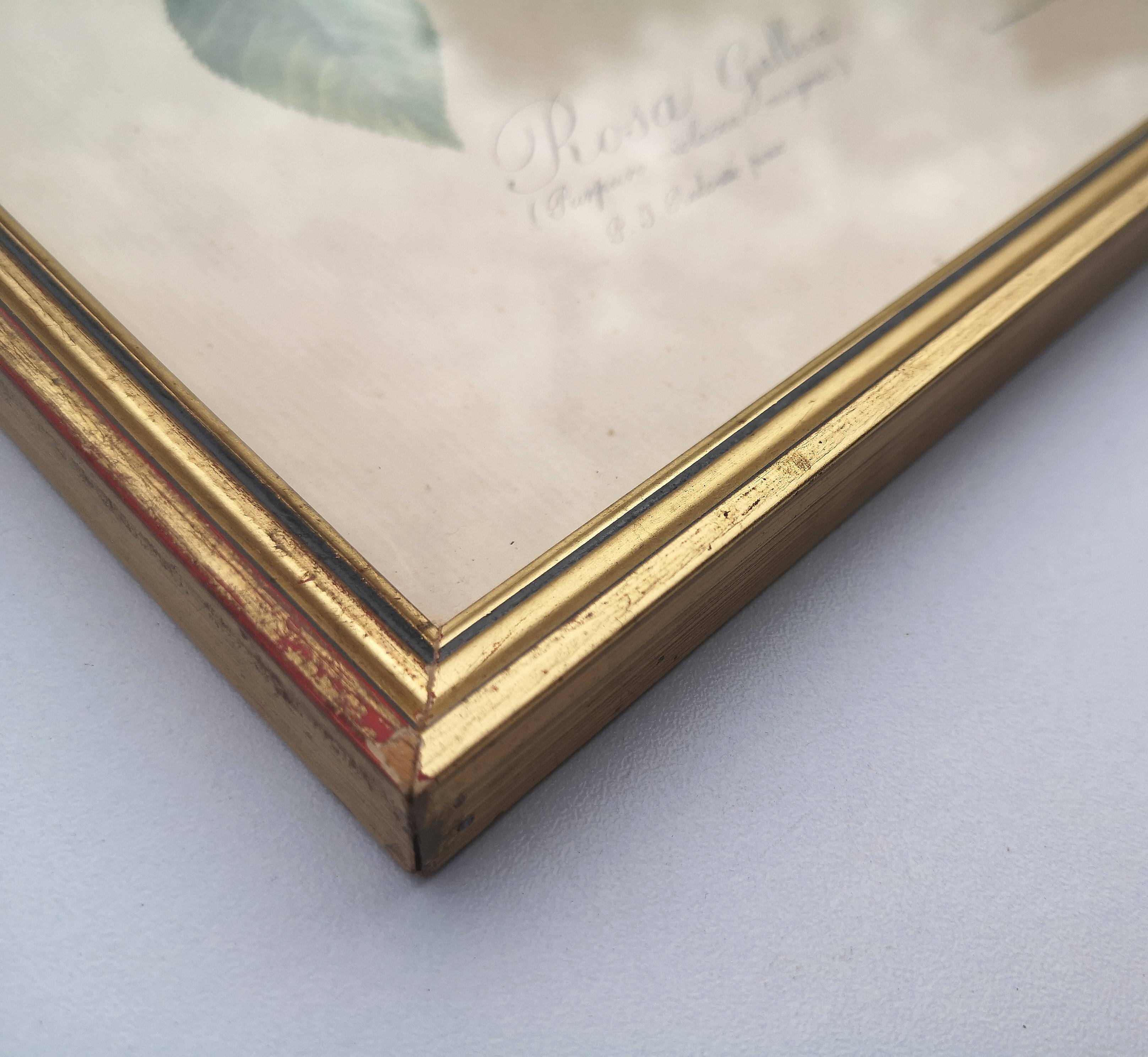 Framed lithograph by Pierre-Joseph Redouté