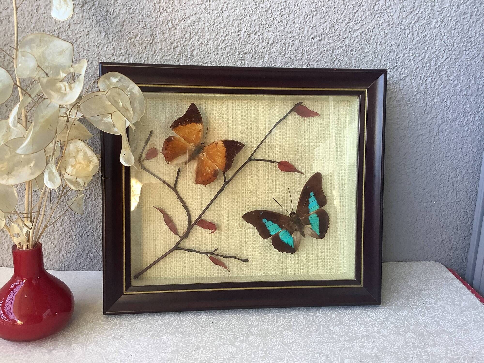 Vintage naturalized butterflies frame - cabinet of curiosities - taxidermy
