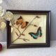 Vintage naturalized butterflies frame - cabinet of curiosities - taxidermy