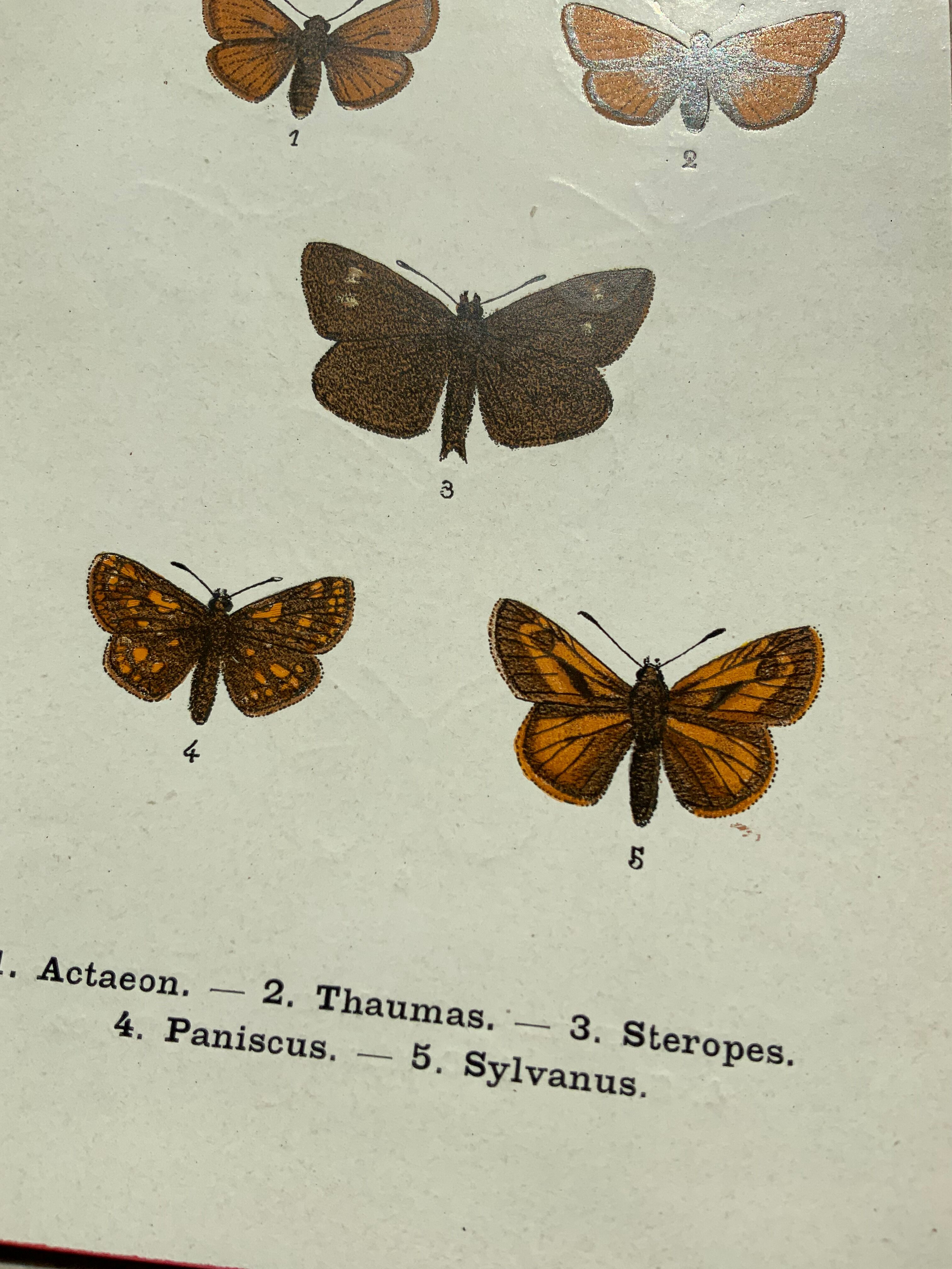 Vintage botanical plate antique butterfly engraving 1903 double-sided G. Denise