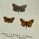 Vintage botanical plate antique butterfly engraving 1903 double-sided G. Denise