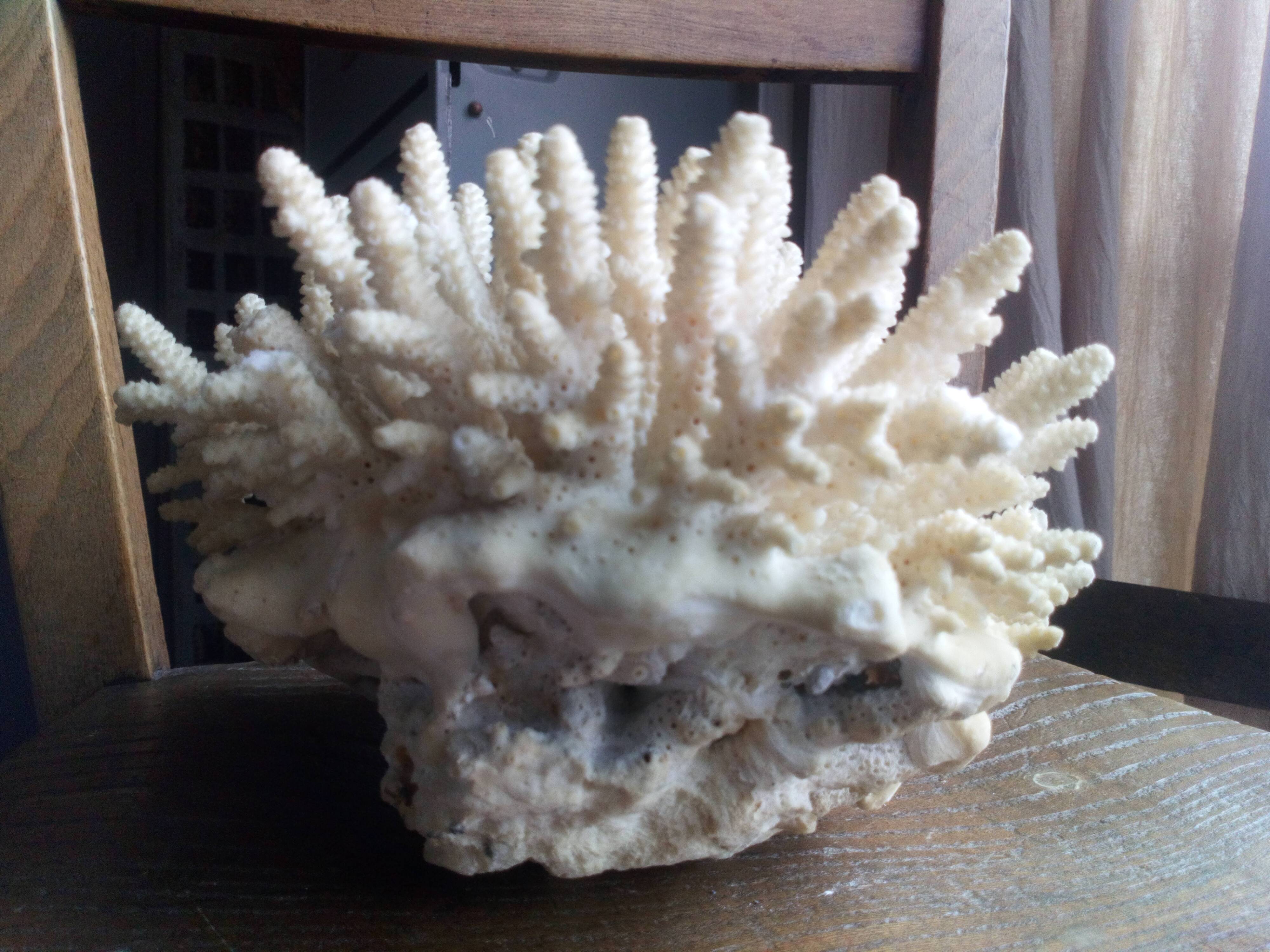 Ancient white coral bouquet