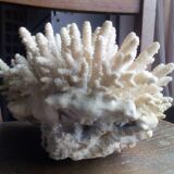 Ancient white coral bouquet