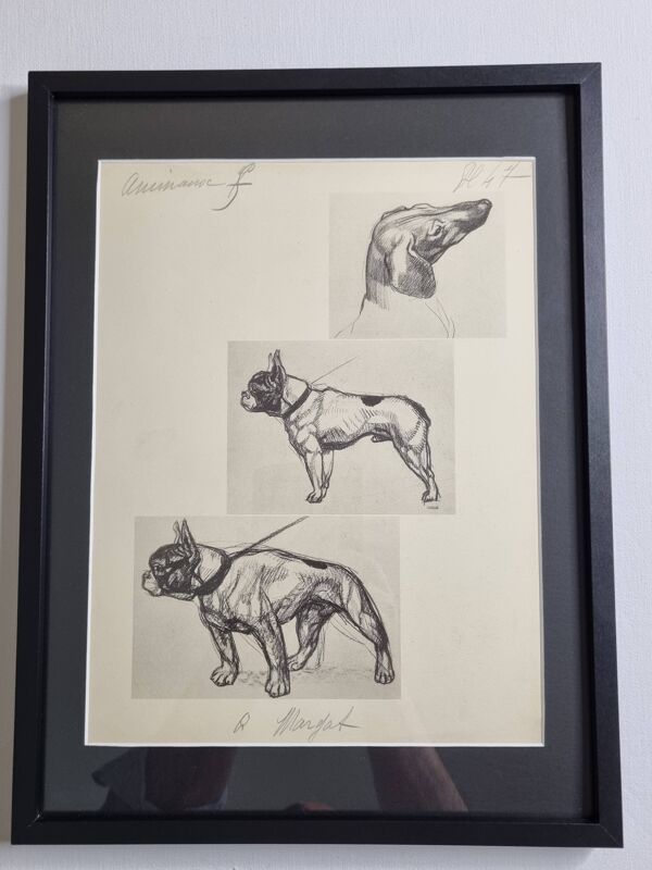 Planche illustrée, Études de chiens, signée André Margat, 1930