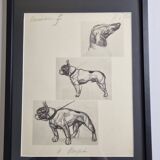 Illustrated plate, Studies of dogs, signed André Margat, 1930, 30 x 40 cm
