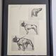 Illustrated plate, Studies of dogs, signed André Margat, 1930, 30 x 40 cm