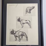 Planche illustrée, Études de chiens, signée André Margat, 1930