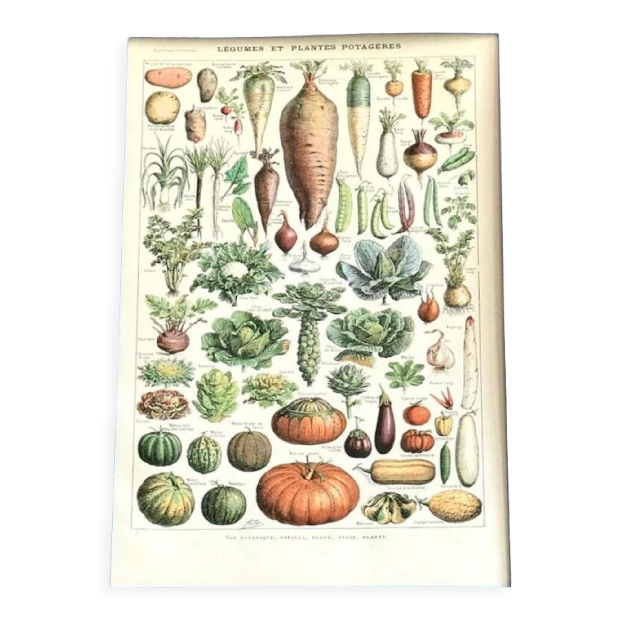 Original vintage board on vegetables