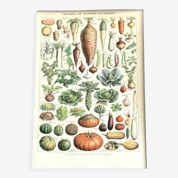 Planche vintage originale sur les légumes
