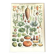 Planche vintage originale sur les légumes