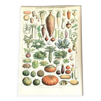 Planche vintage originale sur les légumes