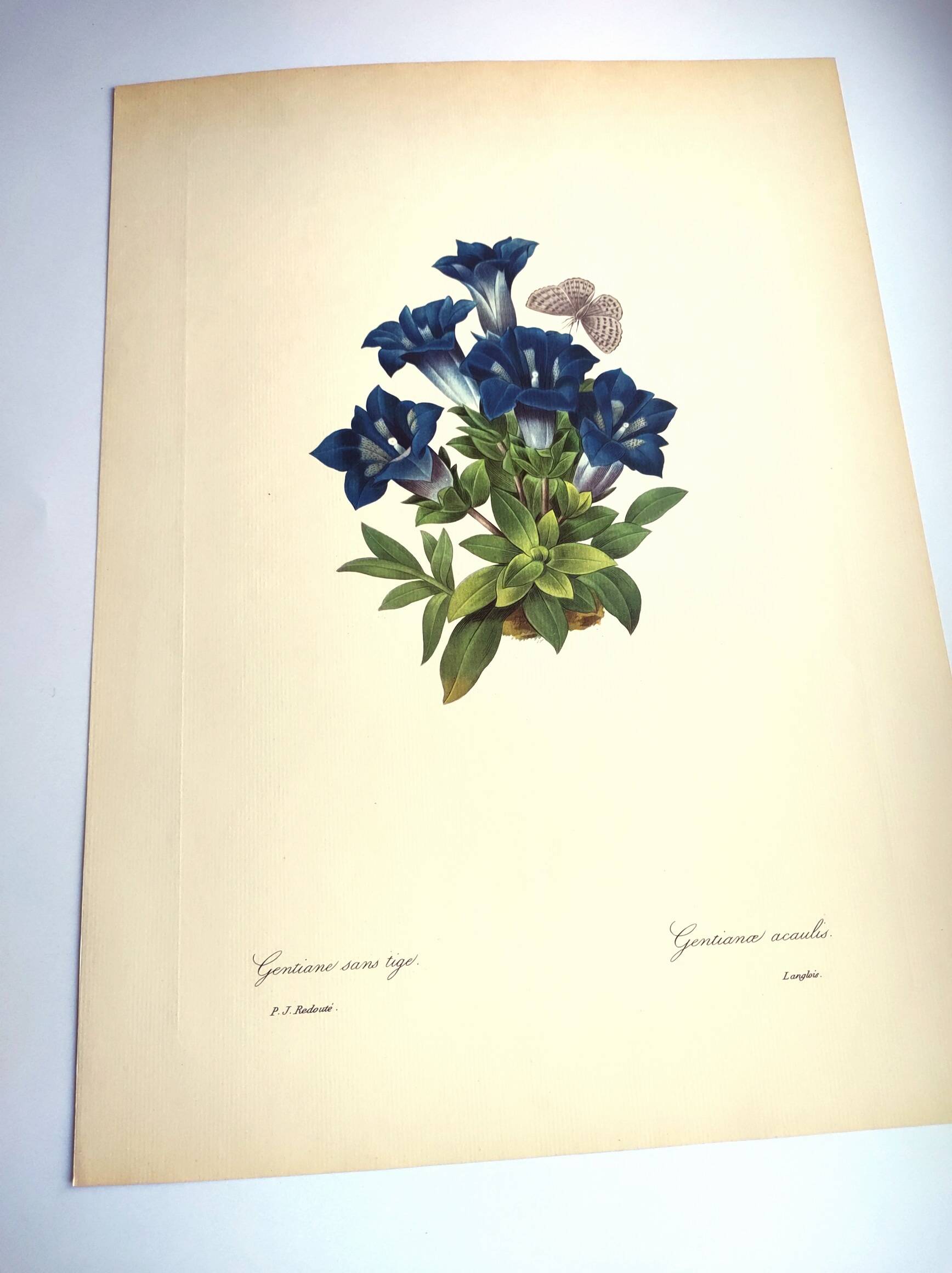 Botanical engraving - Stemless gentian - Vintage plate by PJ. Redouté