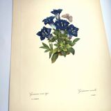 Botanical engraving - Stemless gentian - Vintage plate by PJ. Redouté