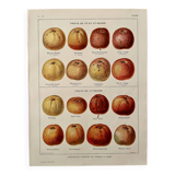 Lithograph on cider apples - 1920