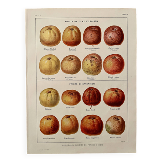 Lithograph on cider apples - 1920