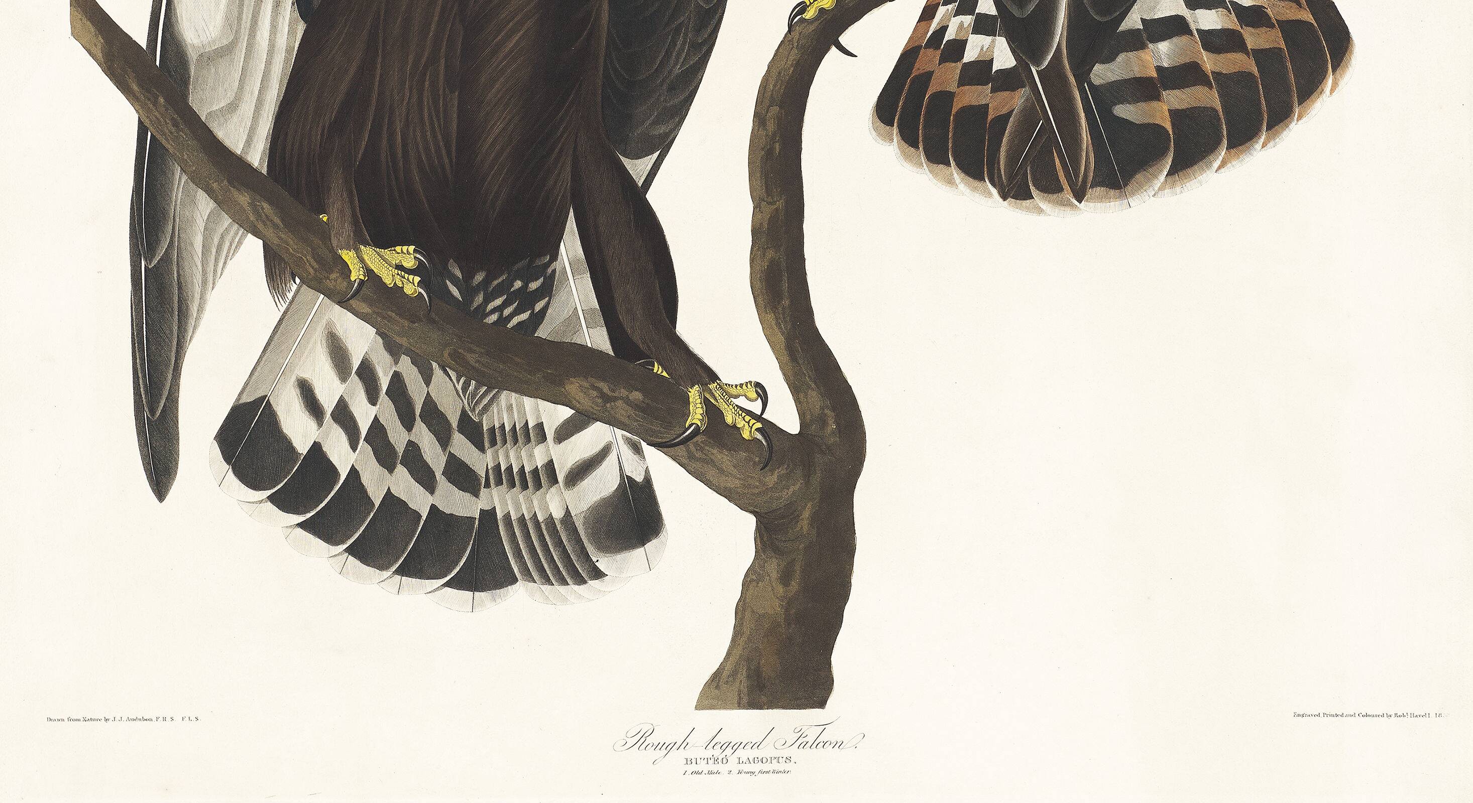 Poster about the Rough-legged Buzzard, based on an old engraving from 1827.