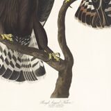 Poster about the Rough-legged Buzzard, based on an old engraving from 1827.