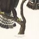 Poster about the Rough-legged Buzzard, based on an old engraving from 1827.