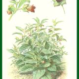 Ancient botanical plank the belladonna from the Journal of Practical Agriculture