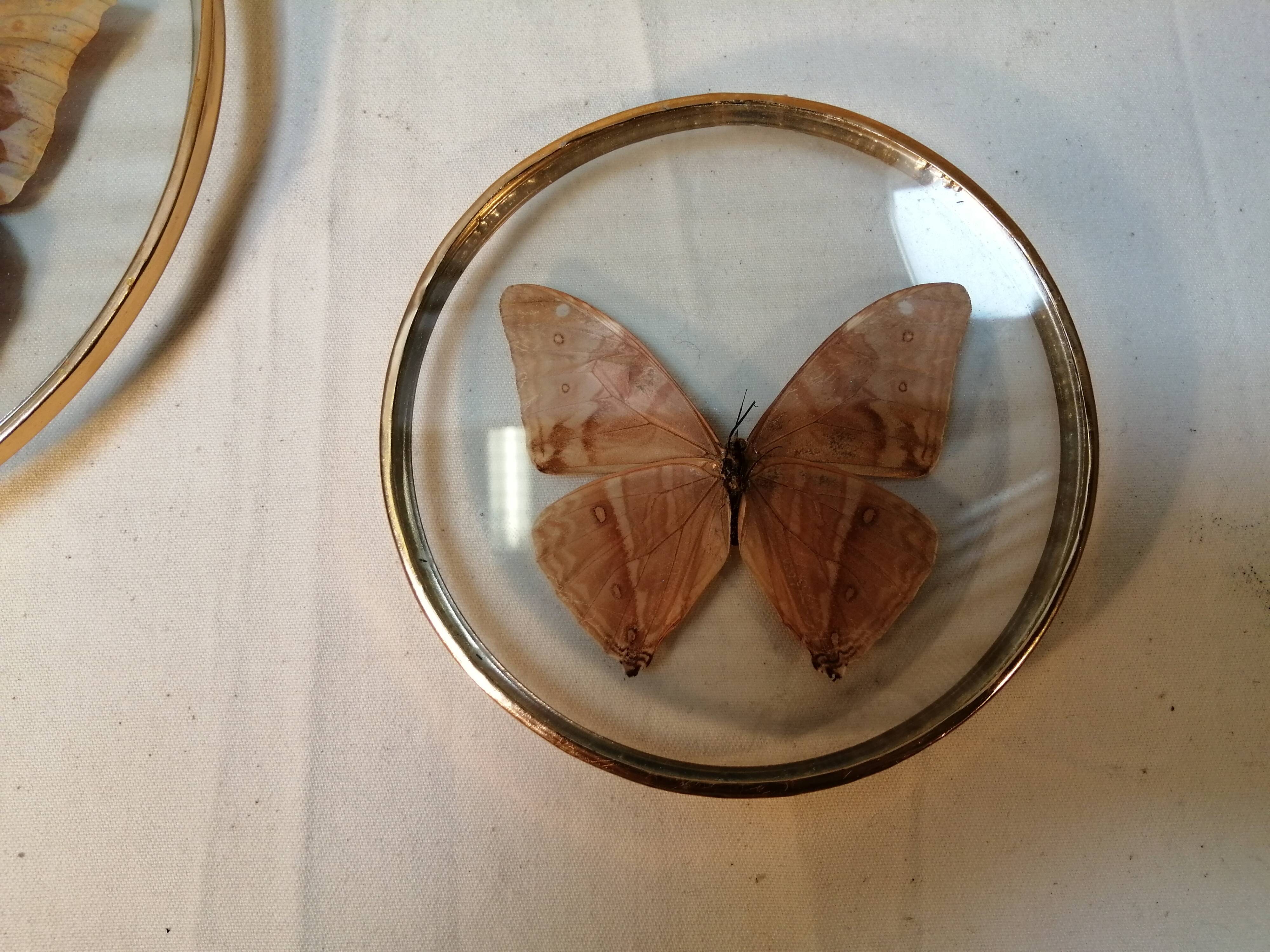 Duo de cadres vintage de papillons naturalisés