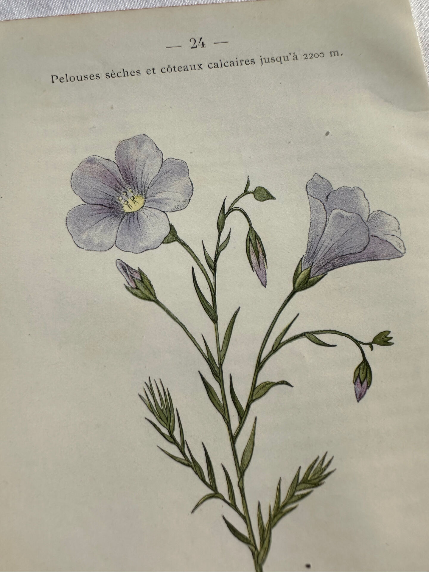 Naturalist Plate – 19th Century Botanical Engraving, Double-Sided