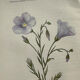 Naturalist Plate – 19th Century Botanical Engraving, Double-Sided