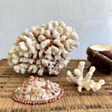White coral