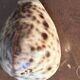 Lot of 8 old collectible shells - cabinet of curiosity
