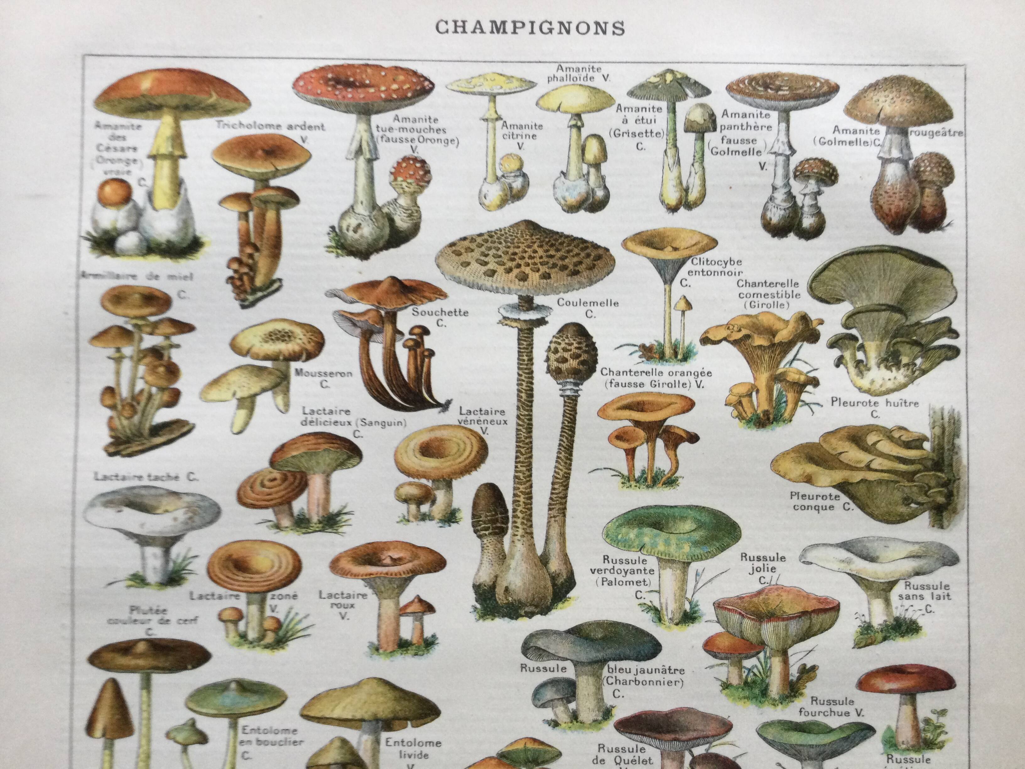 Old engraving 1897 - Mushrooms A. Millot - botanical plate