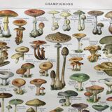 Old engraving 1897 - Mushrooms A. Millot - botanical plate