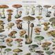 Old engraving 1897 - Mushrooms A. Millot - botanical plate