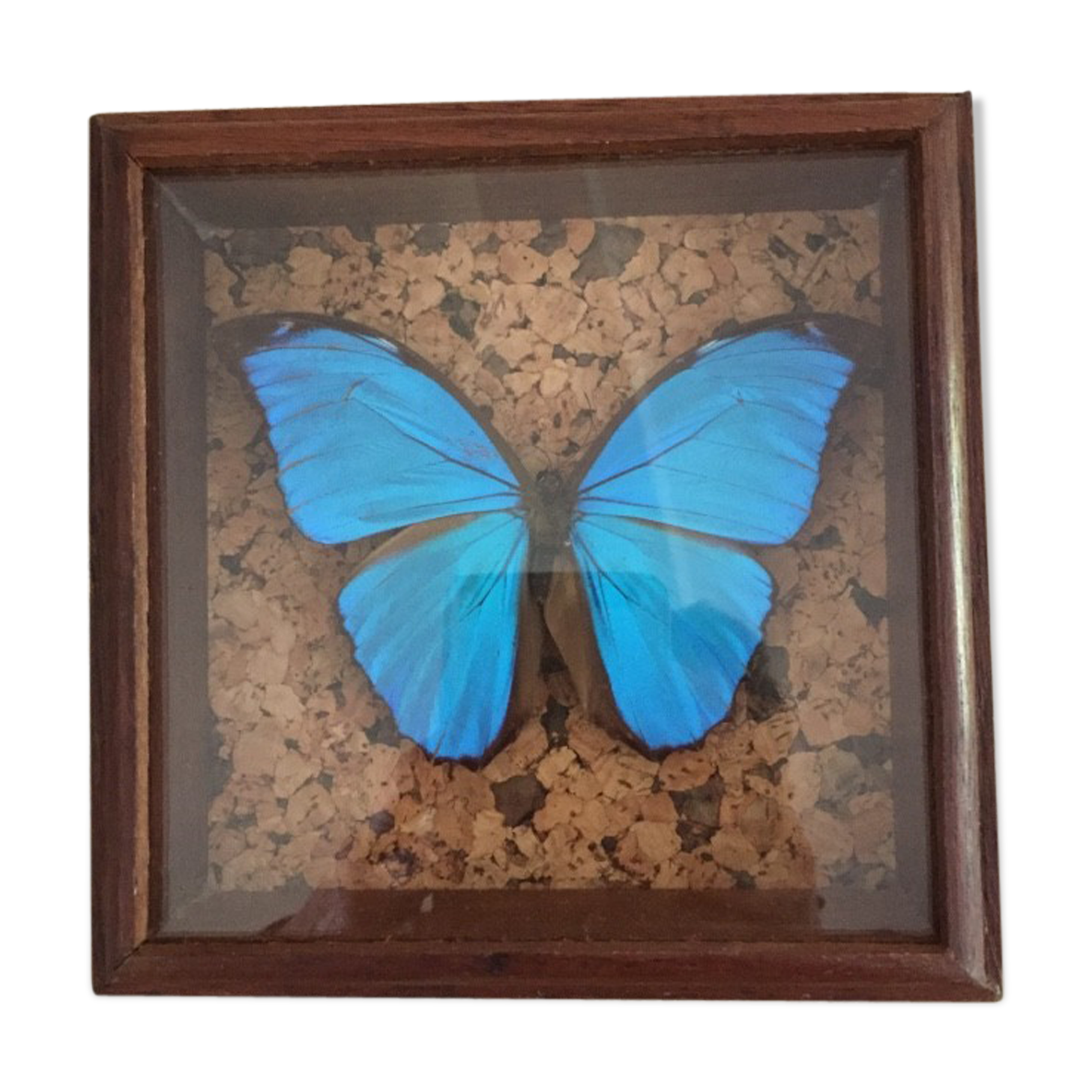 Blue butterfly framed Morpho menelaus Guyana curiosity cabinet