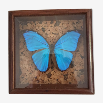 Blue butterfly framed Morpho menelaus Guyana curiosity cabinet