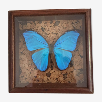 Papillon bleu encadré Morpho Menelaus Guyane cabinet de curiosité