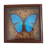 Papillon bleu encadré Morpho Menelaus Guyane cabinet de curiosité