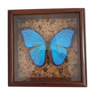 Blue butterfly framed Morpho menelaus Guyana curiosity cabinet