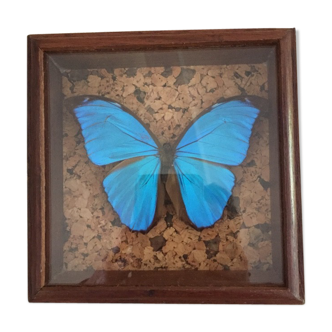 Papillon bleu encadré Morpho Menelaus Guyane cabinet de curiosité