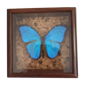 Blue butterfly framed Morpho menelaus Guyana curiosity cabinet