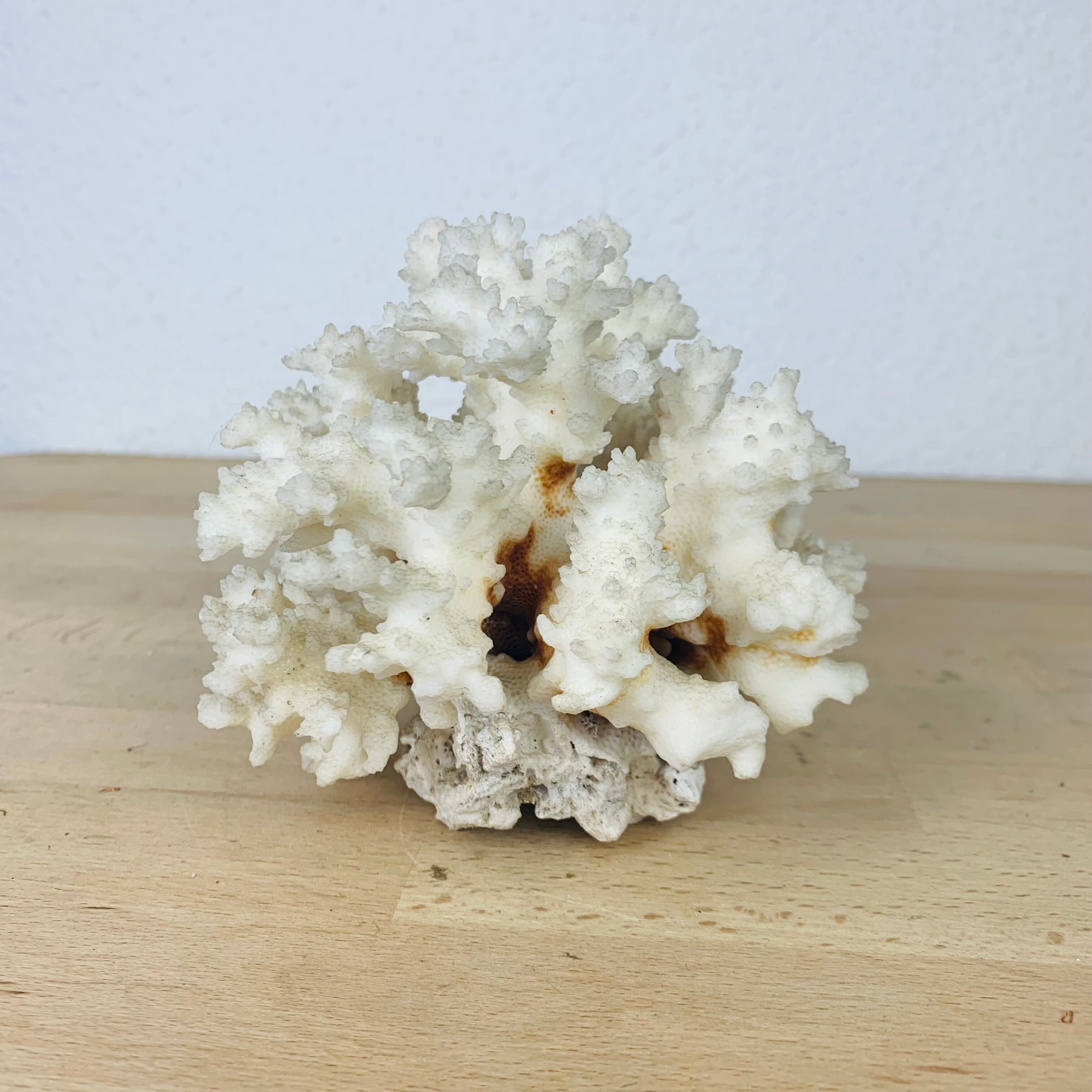Natural ancient white coral 13 cm