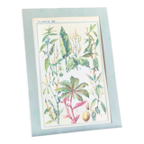 Botanical plate XIII