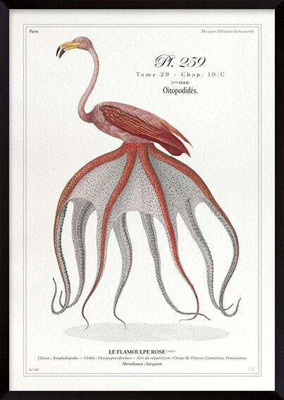 Chimera lithograph animal engraving - the pink flamoulpe