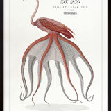 Chimera lithograph animal engraving - the pink flamoulpe