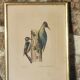 Illustration of birds