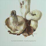 Botanical illustration "mushrooms", 1960s