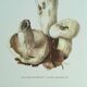 Botanical illustration "mushrooms", 1960s