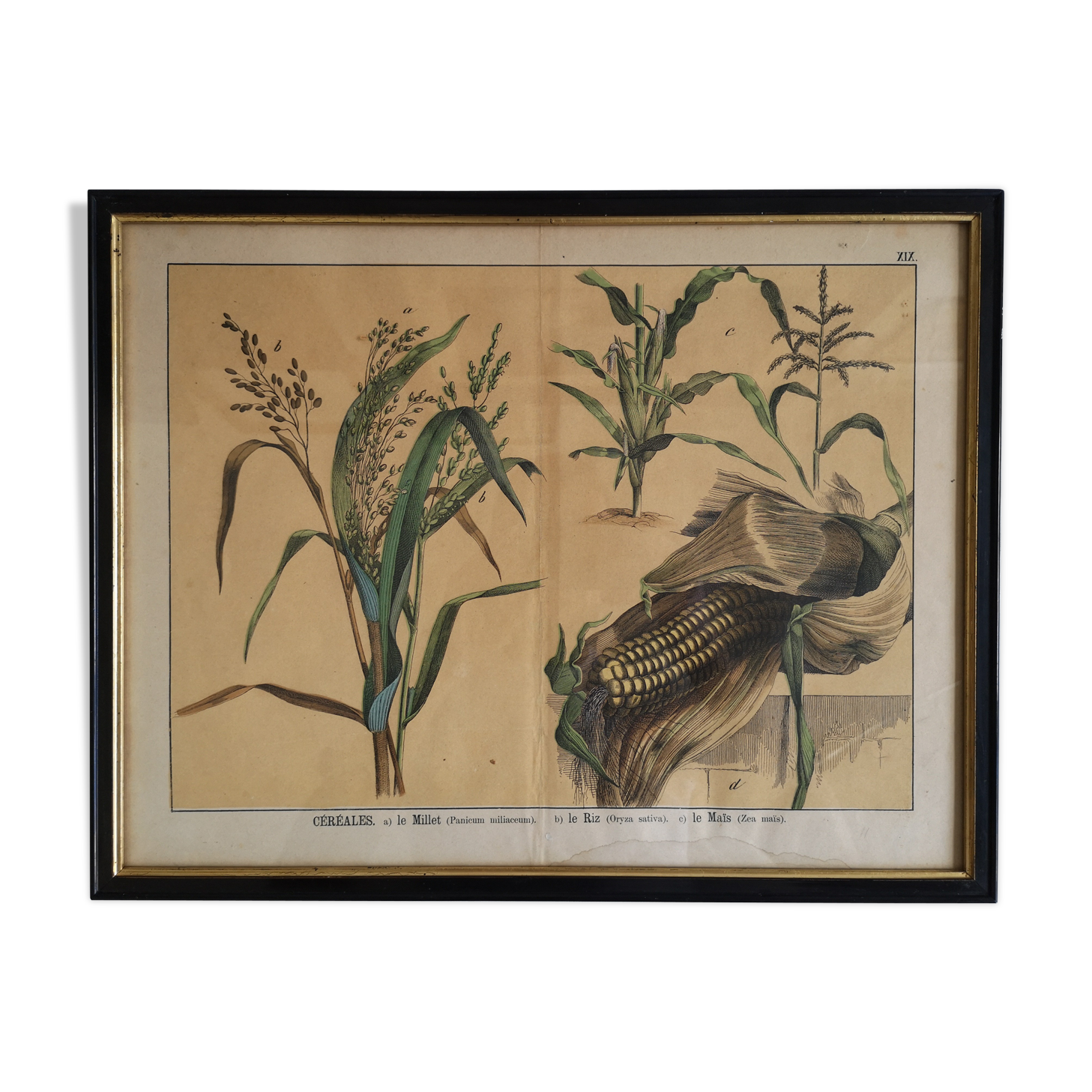 Framed botanical poster "Millet, rice, corn"