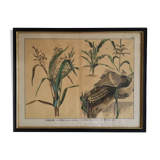 Framed botanical poster "Millet, rice, corn"