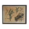 Framed botanical poster "Millet, rice, corn"